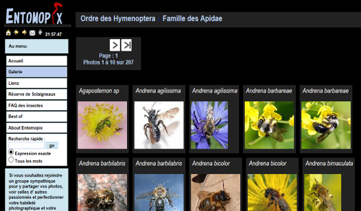 thumbnail - Galerie photo Entomopix